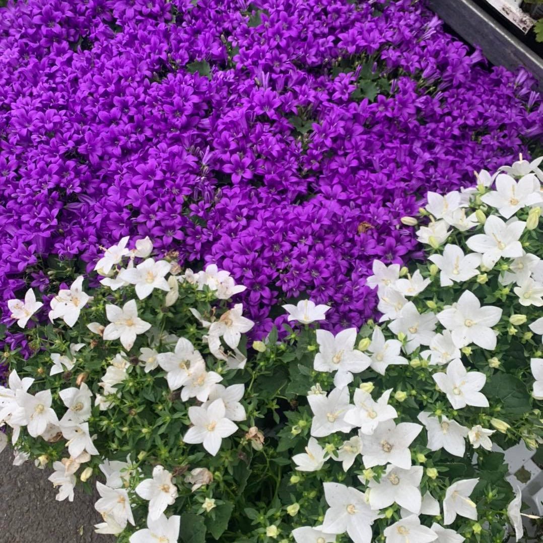 Hilltop Variety Store Gardening Flowers in Kilkeel