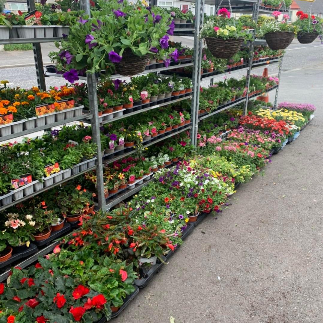 Hilltop Variety Store Gardening Plants in Kilkeel
